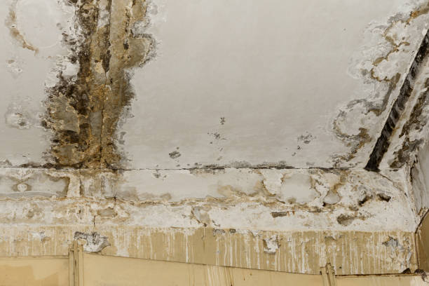 Balcones Heights, TX Mold Inspection, Removal & Remediation Company